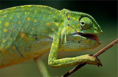 simsearch:862-03711632,k - Ghana,Northern Region,Wa. A chameleon- these colourful characters are feared by the locals and thought of as unlucky. Stock Photo - Rights-Managed, Code: 862-03711632