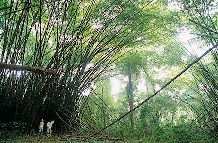 Ghana,Western region,Ankasa Reserve. A major attraction in the rainforest reserve at Ankasa is the Bamboo Cathedral. Stock Photo - Rights-Managed, Code: 862-03711633