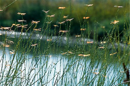 enjambre - Dragon flies perch on grass by lake Foto de stock - Con derechos protegidos, Código: 862-03711674