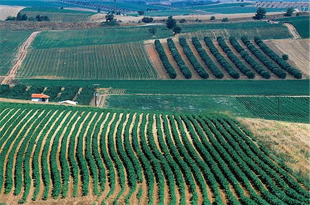 Olive trees & crops Foto de stock - Con derechos protegidos, Código: 862-03711677