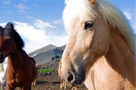 Iceland,Porsmork. Icelandic ponies have lived in Iceland since the mid-800's AD It is thought that the horses the Vikings brought with them had a broad variation of looks and many colors,and as such there is today a large variation in color in the Icelandic horses. The horse has been very important as a means of transport and a work animal throughout Iceland's history. Stock Photo - Rights-Managed, Code: 862-03711804