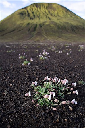 frêne - Islande. Dans la zone de Thorsmork, la lente remise en végétation des pentes volcaniques est évident dans la cale tenous que les plantes alpines a sur le sol de la lave en face d'un cône volcanique éteint. Photographie de stock - Rights-Managed, Code: 862-03711800