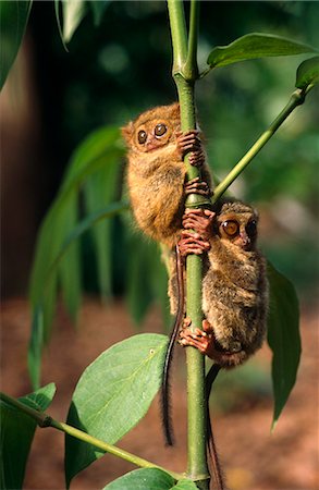 Indonesia,Sulawesi. Pygmy Tarsiers,(Tarsius pumilus) on the islands of Sulawesi. This species lives in the mossy,upper montane rainforests of central Sulawesi. It has a special adaptation in its neck vertebrae to help it turn its head 180 degrees. It needs to do this because its eyes can not move. Stock Photo - Rights-Managed, Code: 862-03711832