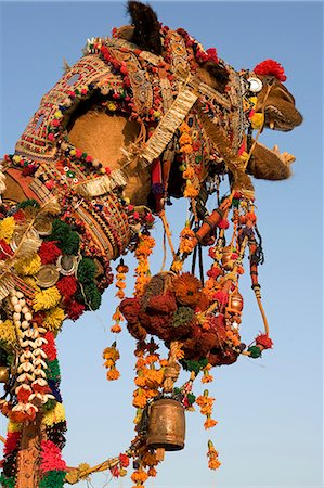 pushkar - Decorated camel to celebrate the Pushkar Camel Fair in Rajasthan,India. Foto de stock - Con derechos protegidos, Código: 862-03712001