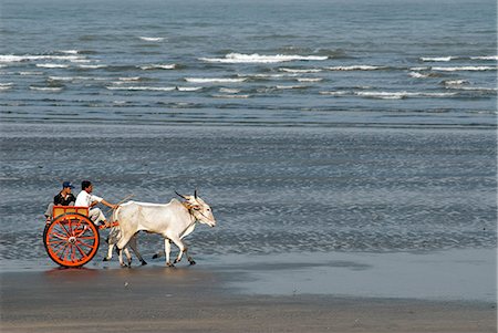 Inde, Maharashtra. Courses de boeufs de formation sur la plage. Photographie de stock - Rights-Managed, Code: 862-03712044