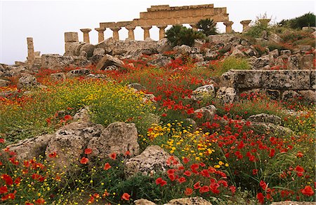 Italy,Sicily,Trapani. Selinunte is an abandoned ancient Greek city,with ruins of an acropolis and numerous temples. The city was founded in the seventh century BC,and effectively destroyed in 409 BC. Selinunte is located in the southwest coast of Sicily in the province of Trapani,close to the border with Agrigento province. Foto de stock - Con derechos protegidos, Código: 862-03712375