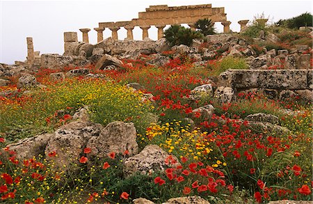 simsearch:862-06825843,k - Italy,Sicily,Trapani. Selinunte is an abandoned ancient Greek city,with ruins of an acropolis and numerous temples. The city was founded in the seventh century BC,and effectively destroyed in 409 BC. Selinunte is located in the southwest coast of Sicily in the province of Trapani,close to the border with Agrigento province. Stock Photo - Rights-Managed, Code: 862-03712375