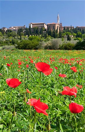 pienza - Field of poppies and hill town Pienza, Tuscany, Italy Foto de stock - Con derechos protegidos, Código: 862-03712437