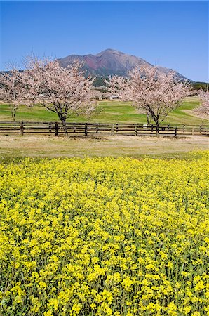 Kirishima National Park,Takachiho Farm spring cherry trees and rape seed field Stock Photo - Rights-Managed, Code: 862-03712479