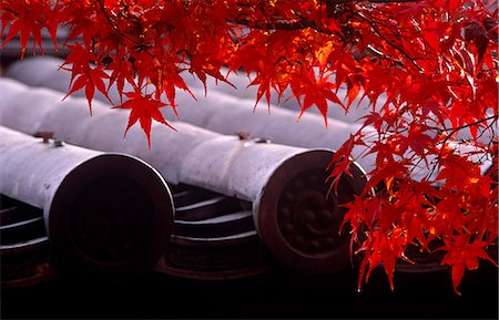 shinto - Japan,Honshu Island,Kyoto. Autumn maple leaves hang over the rooftops of Shoren-in Temple complex. Foto de stock - Direito Controlado, Número: 862-03712584