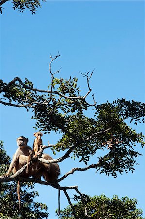 Malawi, Zomba.  High on the Zomba Plateau the gardens of the historic Ku Chawe Inn. Stock Photo - Rights-Managed, Code: 862-03712985