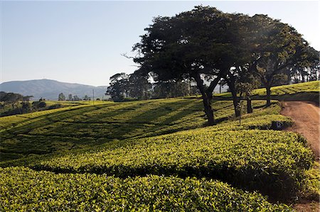 Malawi, Blantyre. Southern Malawis famous tea plantations in the area of Thyolo Foto de stock - Con derechos protegidos, Código: 862-03713037