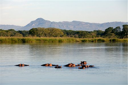 Malawi, Upper Shire Valley, Liwonde National Park.  A family school of hippos in the peaceful Shire River. Stock Photo - Rights-Managed, Code: 862-03713061