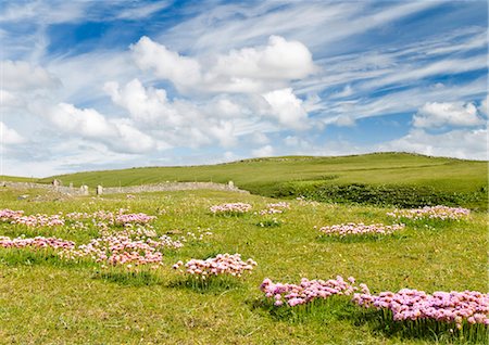 Sea pinks, Isle of Lewis, Hebrides, Scotland, UK Foto de stock - Con derechos protegidos, Código: 862-03713384