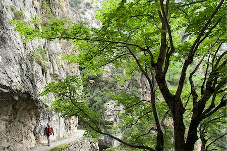 À pied de la Gorge de soucis. La Gorge se soucie sépare les massifs centrales et l'ouest de la Picos. Picos de Europa, Espagne Photographie de stock - Rights-Managed, Code: 862-03713420