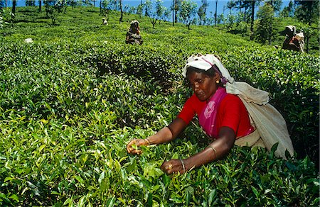 simsearch:841-06032993,k - Sri Lanka, hauts plateaux du centre. Une plumeuse de thé Tamil pince feuilles à l'aide de son bâton pour assurer une « table » même dans le jardin de thé. Photographie de stock - Rights-Managed, Code: 862-03713517
