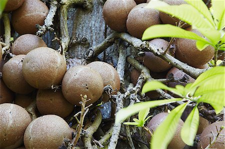 simsearch:862-06677477,k - Cannon ball tree in Peradeniya Botanic Gardens, Kandy, Sri Lanka Foto de stock - Direito Controlado, Número: 862-03713616