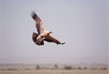 Tanzania, Serengeti. An African Tawny eagle takes off from the vast Seregeti plains. Stock Photo - Rights-Managed, Code: 862-03713937