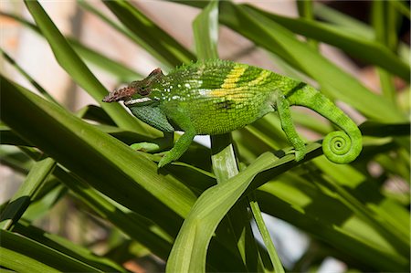 Tanzanie. Un caméléon africain deux cornes choisit soigneusement son chemin à travers les hautes herbes. Photographie de stock - Rights-Managed, Code: 862-03713938