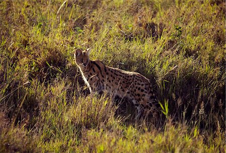 simsearch:862-03890045,k - Tanzania, Serengeti. A serval looks back as it slinks through the tall grass. Foto de stock - Con derechos protegidos, Código: 862-03713957