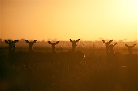 simsearch:862-03890045,k - Tanzanie, Serengeti. Un petit troupeau d'alerte impala dans la brume matinale. Photographie de stock - Rights-Managed, Code: 862-03713959