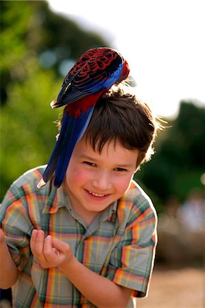 Australie ; Queensland, Parc National de Lamington. Crimson rosella sur la tête d'un petit garçon de O'Reilly Rainforest Retreat. Photographie de stock - Rights-Managed, Code: 862-03736170