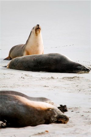 simsearch:6119-09085631,k - Australia, South Australia, Kangaroo Island.  Australian sea lions dozing on the beach at Seal Bay Conservation Park. Foto de stock - Con derechos protegidos, Código: 862-03736239