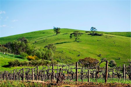 Australia, South Australia, Barossa Valley.  Vineyard grape vines. Stock Photo - Rights-Managed, Code: 862-03736248