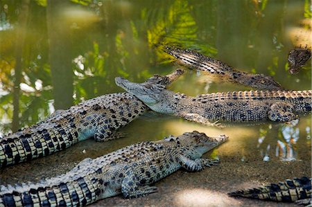 Australia, Northern Territory, Darwin.  Crocodiles at Crocodylus Wildlife Park. Stock Photo - Rights-Managed, Code: 862-03736299