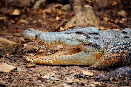 Australie, Northern Territory, Mary River National Park. Crocodile marin (Crocodylus porosus) bain de soleil au bord de la rivière. Photographie de stock - Rights-Managed, Code: 862-03736304