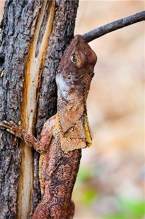 parc national de kakadu - Australie, Northern Territory, Parc National de Kakadu. Lézard à collerette (Chlamydosaurus kingii), connu comme le Dragon à volants. Photographie de stock - Rights-Managed, Code: 862-03736315