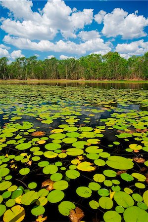 simsearch:862-03736318,k - Australie, Northern Territory, Parc National de Kakadu. Nénuphars dans Annaburroo Billabong.(PR) Photographie de stock - Rights-Managed, Code: 862-03736317