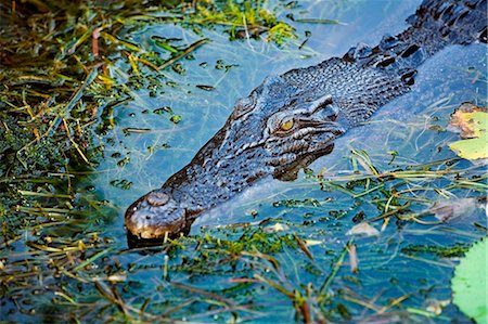 simsearch:862-03730946,k - Australie, nord du territoire, le Parc National de Kakadu, Cooinda. Crocodiles d'eau salée / estuariens dans les marécages d'eau jaune. Photographie de stock - Rights-Managed, Code: 862-03736319