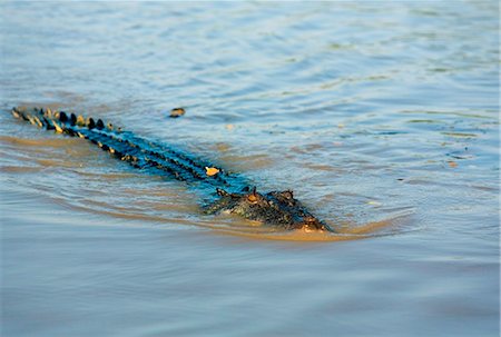 simsearch:862-03736299,k - Australia, Northern Territory, Kakadu National Park.  Saltwater crocodile (Crocodylus porosus) in the Adelaide River. Stock Photo - Rights-Managed, Code: 862-03736311