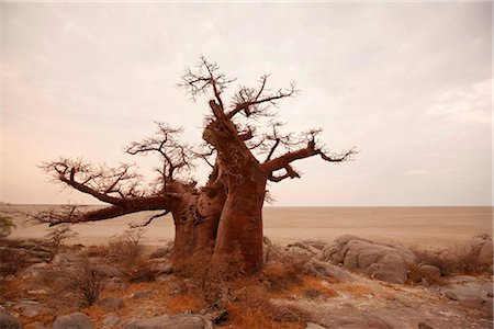 désert de kalahari - Botswana, Kubu Island. Un baobab antique siège surplombant les marais salants de Makgadikgadi de Kubu Island. Photographie de stock - Rights-Managed, Code: 862-03736348