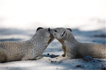 désert de kalahari - Botswana, Makgadikgadi. Une mangouste jaune, une autre dans l'ombre de toilettage. Photographie de stock - Rights-Managed, Code: 862-03736352