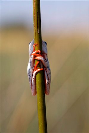 Botswana, Delta de l'Okavango. Une grenouille peint reed s'accroche à un roseau. Photographie de stock - Rights-Managed, Code: 862-03736368