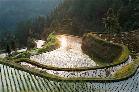 paddy field sunset - China, Guizhou Province, Langde village, rice fields Stock Photo - Rights-Managed, Code: 862-03736527