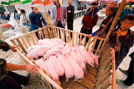 simsearch:862-03289833,k - China, Guizhou Province, Xinhua, piglets being sold at weekly market Fotografie stock - Rights-Managed, Codice: 862-03736537