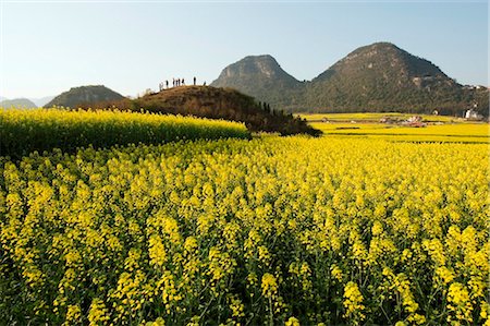 China, Yunnan province, Luoping, rapeseed flowers in bloom Stock Photo - Rights-Managed, Code: 862-03736575