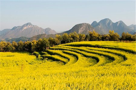 China, Yunnan province, Luoping, rapeseed flowers in bloom Stock Photo - Rights-Managed, Code: 862-03736579