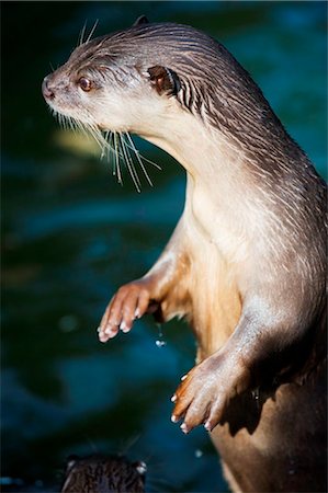 simsearch:862-03736596,k - China, Beijing, Otter in Beijing Zoo Foto de stock - Direito Controlado, Número: 862-03736595