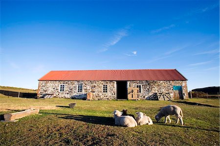 Falkland Islands, Darwin. Sheep and farm building. Foto de stock - Con derechos protegidos, Código: 862-03736689