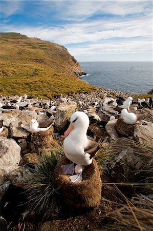 simsearch:400-04886949,k - Falkland Islands; West Point Island. Black-browed albatross incubating egg in a clifftop colony shared with rockhopper penguins. Fotografie stock - Rights-Managed, Codice: 862-03736680