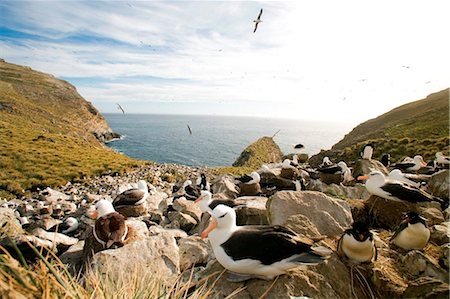 simsearch:862-08273762,k - Îles Malouines ; L'île de West Point. Albatros à sourcils noirs incubation des oeufs dans une colonie de falaise partagée Les Gorfous sauteurs. Photographie de stock - Rights-Managed, Code: 862-03736681