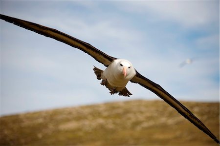 Falkland Islands; West Point Island. Black-browed albatross (Thalassarche melanophris) in flight. Foto de stock - Con derechos protegidos, Código: 862-03736682