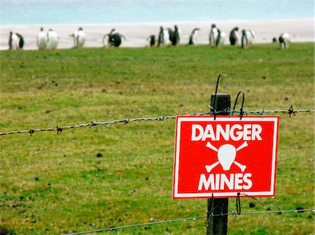 simsearch:862-03736693,k - Falkland Island, Kidney Cove. Gentoo penguins in an uncleared minefield marked by a barbed-wire fence and warning sign. Stock Photo - Rights-Managed, Code: 862-03736690