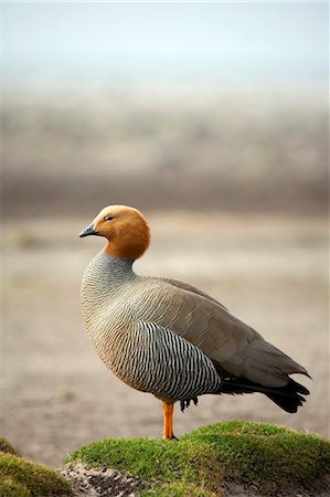 Falkland Islands, Sea Lion Island. Ruddy-headed Goose (Chloephaga rubidiceps) resting on mound of vegetation behind beach. Foto de stock - Con derechos protegidos, Código: 862-03736708