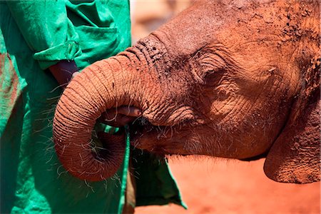 Kenya, Nairobi. A keeper of the David Sheldrick Wildlife Trust keeps an orphaned elephant calm in Nairobi National Park. Stock Photo - Rights-Managed, Code: 862-03736752