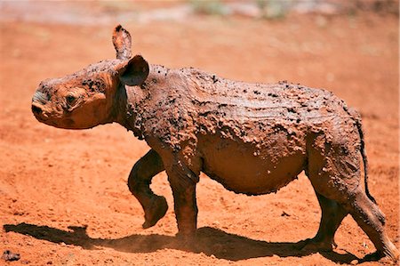 schwarzes nashorn - Kenya, Nairobi. An orphaned baby black rhino at the David Sheldrick Wildlife Trust in Nairobi National Park. Foto de stock - Con derechos protegidos, Código: 862-03736753